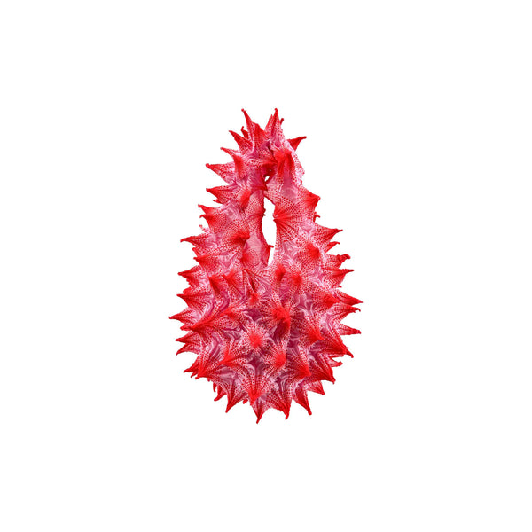 Fugu Midi - Cherry